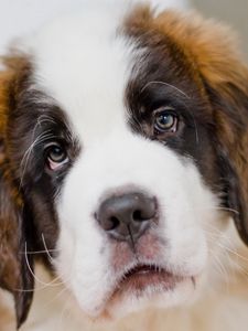 Preview wallpaper saint bernard, dog, puppy, muzzle