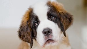 Preview wallpaper saint bernard, dog, puppy, muzzle