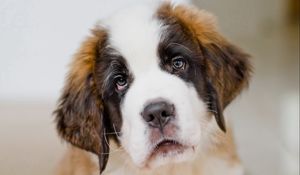 Preview wallpaper saint bernard, dog, puppy, muzzle