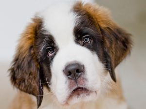 Preview wallpaper saint bernard, dog, puppy, muzzle