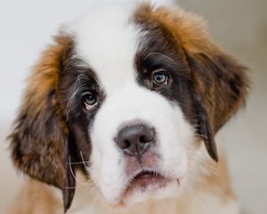 Preview wallpaper saint bernard, dog, puppy, muzzle