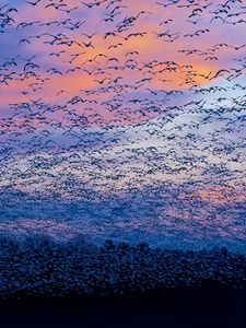 Preview wallpaper saint francois, quebec, canada, bird, flock, flying