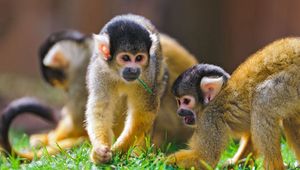 Preview wallpaper sajmir, monkeys, family, grass