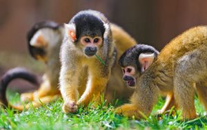 Preview wallpaper sajmir, monkeys, family, grass