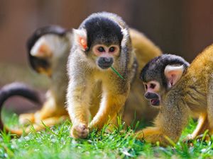 Preview wallpaper sajmir, monkeys, family, grass