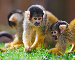 Preview wallpaper sajmir, monkeys, family, grass