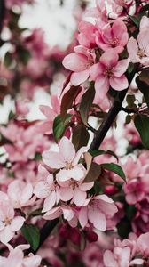 Preview wallpaper sakura, bloom, flowers, petals