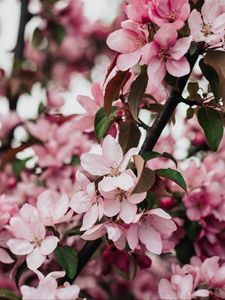 Preview wallpaper sakura, bloom, flowers, petals