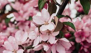 Preview wallpaper sakura, bloom, flowers, petals