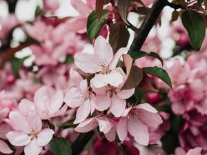 Preview wallpaper sakura, bloom, flowers, petals
