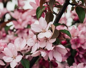 Preview wallpaper sakura, bloom, flowers, petals