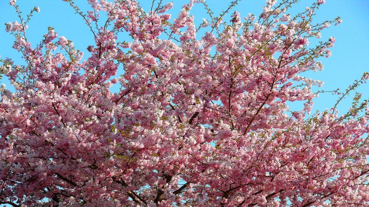 Wallpaper sakura, bloom, sky, branch, spring, mood