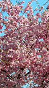 Preview wallpaper sakura, bloom, sky, branch, spring, mood