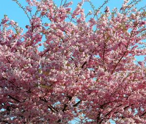 Preview wallpaper sakura, bloom, sky, branch, spring, mood