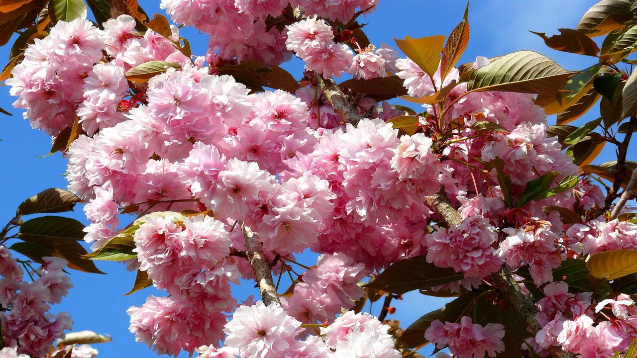 Wallpaper sakura, bloom, sky, spring, twig, leaf