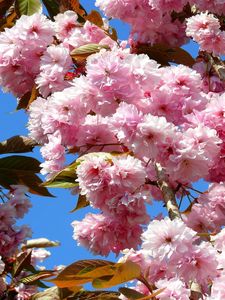 Preview wallpaper sakura, bloom, sky, spring, twig, leaf