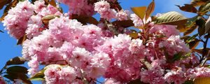 Preview wallpaper sakura, bloom, sky, spring, twig, leaf