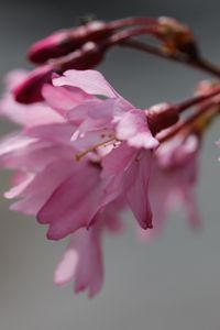 Preview wallpaper sakura, blossom, branch, flower