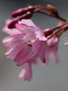 Preview wallpaper sakura, blossom, branch, flower