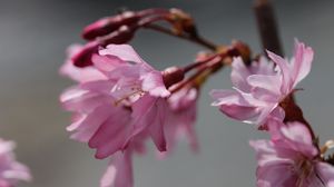 Preview wallpaper sakura, blossom, branch, flower