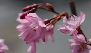 Preview wallpaper sakura, blossom, branch, flower