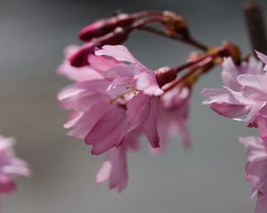 Preview wallpaper sakura, blossom, branch, flower