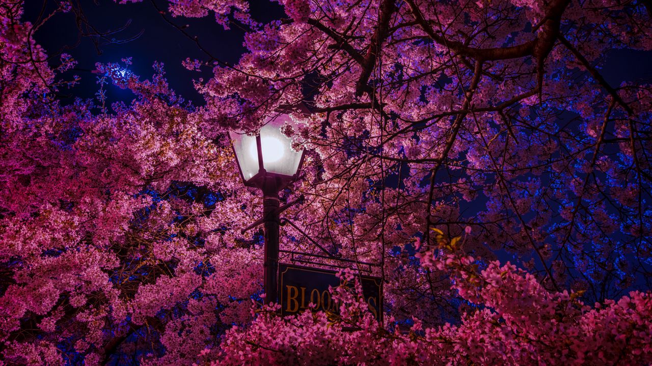Wallpaper sakura, blossoms, lantern, night, spring