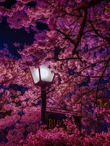 Preview wallpaper sakura, blossoms, lantern, night, spring