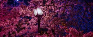 Preview wallpaper sakura, blossoms, lantern, night, spring