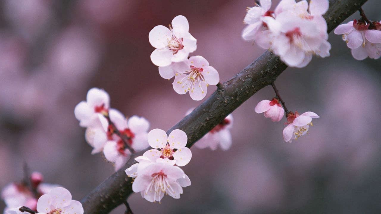Wallpaper sakura, branch, close-up