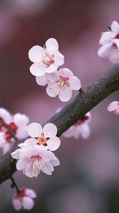 Preview wallpaper sakura, branch, close-up