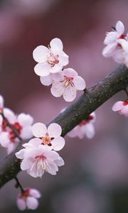 Preview wallpaper sakura, branch, close-up