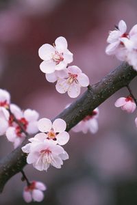 Preview wallpaper sakura, branch, close-up