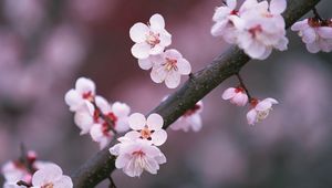 Preview wallpaper sakura, branch, close-up