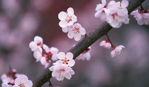 Preview wallpaper sakura, branch, close-up