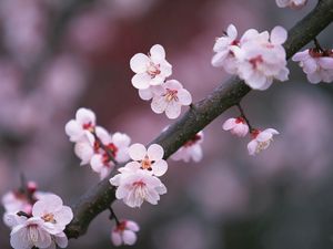 Preview wallpaper sakura, branch, close-up