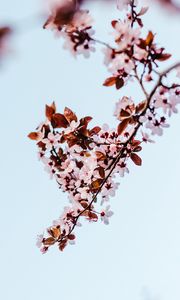 Preview wallpaper sakura, branch, flowers, bloom, plant