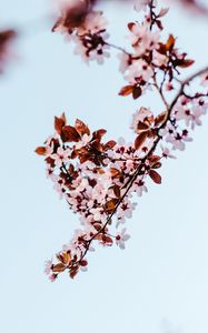 Preview wallpaper sakura, branch, flowers, bloom, plant