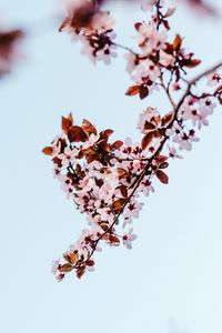 Preview wallpaper sakura, branch, flowers, bloom, plant