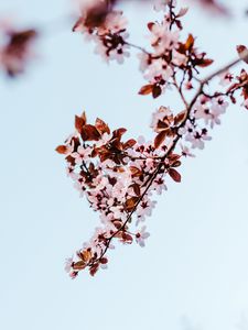 Preview wallpaper sakura, branch, flowers, bloom, plant