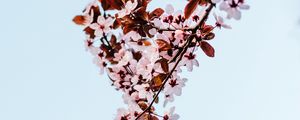 Preview wallpaper sakura, branch, flowers, bloom, plant