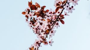 Preview wallpaper sakura, branch, flowers, bloom, plant