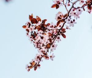 Preview wallpaper sakura, branch, flowers, bloom, plant