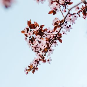 Preview wallpaper sakura, branch, flowers, bloom, plant