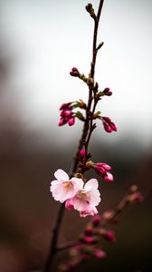 Preview wallpaper sakura, branch, flowers, macro