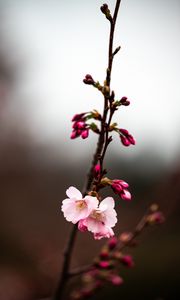 Preview wallpaper sakura, branch, flowers, macro