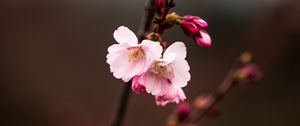 Preview wallpaper sakura, branch, flowers, macro