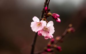 Preview wallpaper sakura, branch, flowers, macro