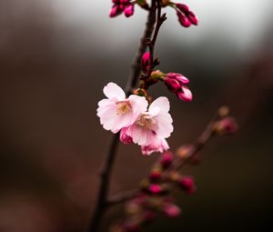 Preview wallpaper sakura, branch, flowers, macro