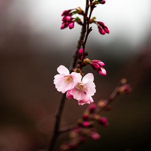 Preview wallpaper sakura, branch, flowers, macro